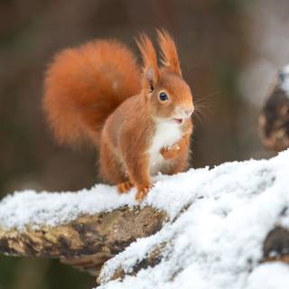 4k animals winter wallpaper