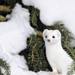 4k animals winter wallpaper