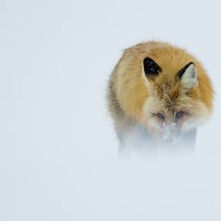 4k animals winter wallpaper