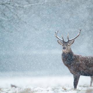 4k animals winter wallpaper