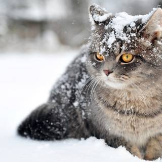 4k animals winter wallpaper