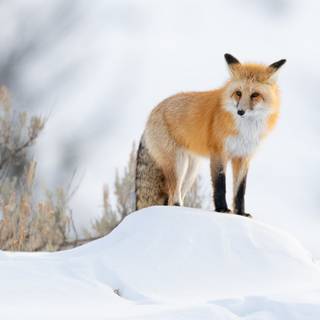 4k animals winter wallpaper