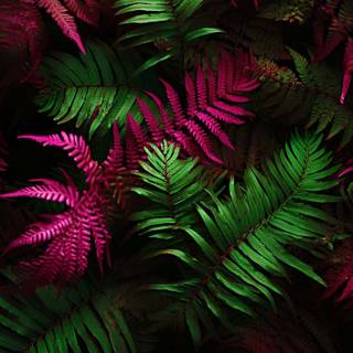 iPhone 15 Pro Max spring wallpaper