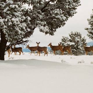 4k animals winter wallpaper