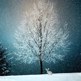 Nature winter animals wallpaper