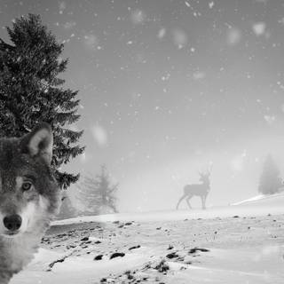 Black and white winter wolf wallpaper