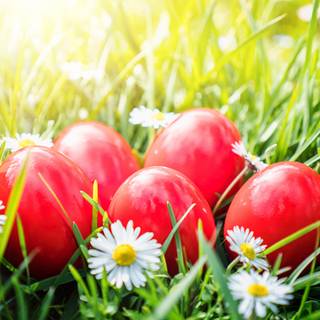 Easter red wallpaper