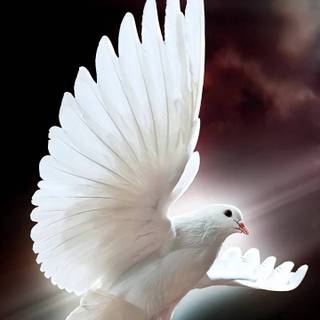 Easter bird wallpaper