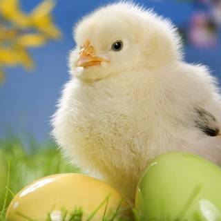 Easter bird wallpaper