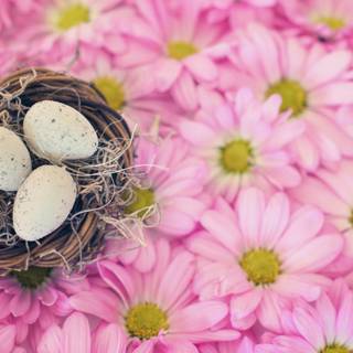 Easter bird wallpaper