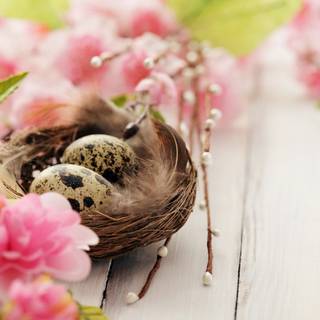 Easter bird wallpaper