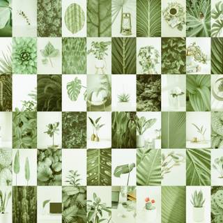 Sage green aesthetic collage wallpaper
