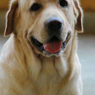 Golden Labs wallpaper