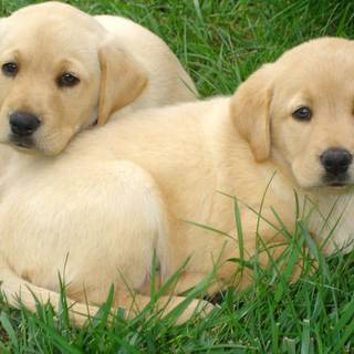 Golden Labs wallpaper