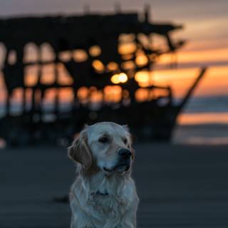 Golden Labs wallpaper