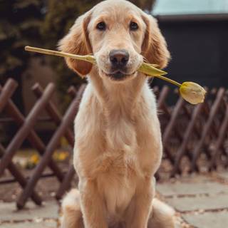 Golden Labs wallpaper