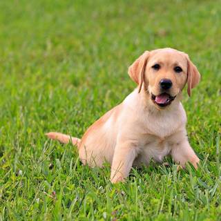 Golden Labs wallpaper