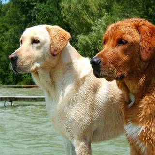 Golden Labs wallpaper