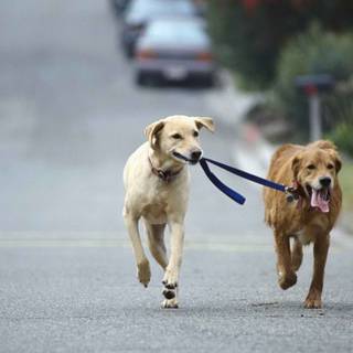 Golden Labs wallpaper