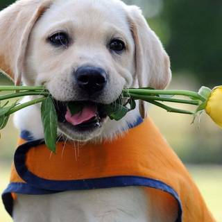 Golden Labs wallpaper