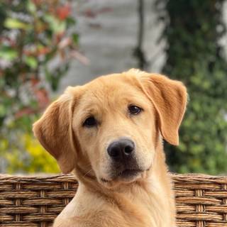 Golden Labs wallpaper