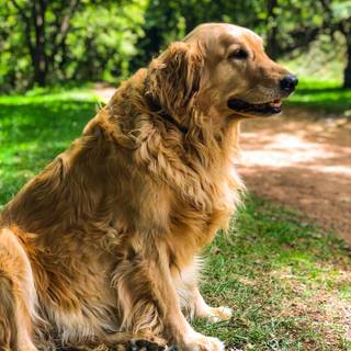 Golden Labs wallpaper