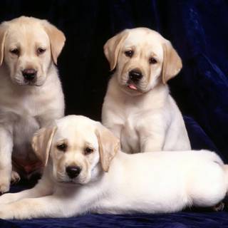 Golden Labs wallpaper