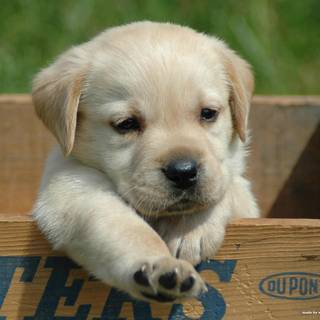 Golden Labs wallpaper