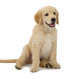 Golden Labs wallpaper