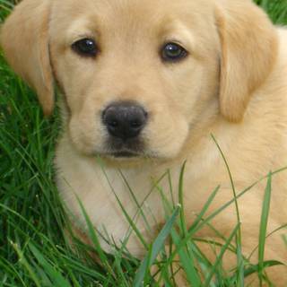 Golden Labs wallpaper