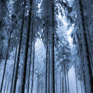 Night winter 3440x1440 wallpaper