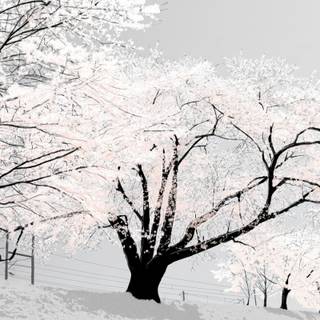 Winter Japan 4k wallpaper