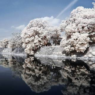 Winter Japan 4k wallpaper