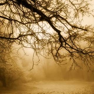 Winter morning mist wallpaper