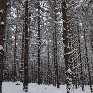 Winter woods desktop wallpaper