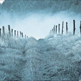 Winter morning mist wallpaper