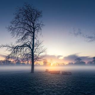 Winter morning mist wallpaper