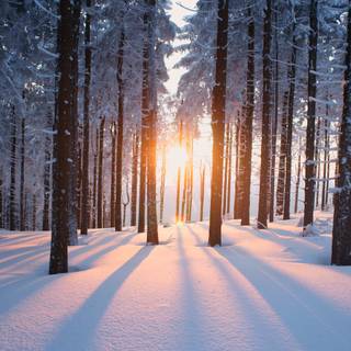 Winter woods desktop wallpaper