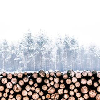 Winter woods desktop wallpaper