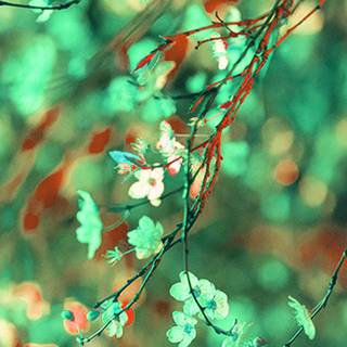 Spring green flowers wallpaper