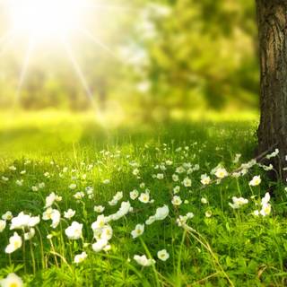 Spring green desktop wallpaper