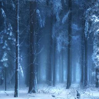 Winter woods desktop wallpaper