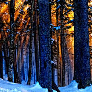 Winter woods desktop wallpaper