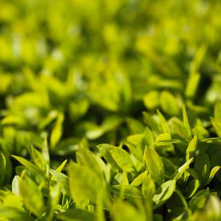 Spring green desktop wallpaper