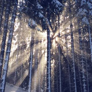 Winter woods desktop wallpaper