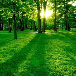 Spring green desktop wallpaper