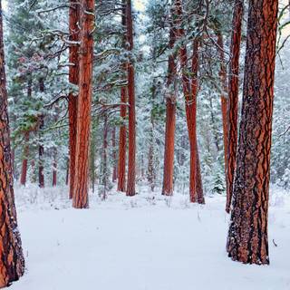 Winter woods desktop wallpaper