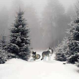 Winter woods desktop wallpaper