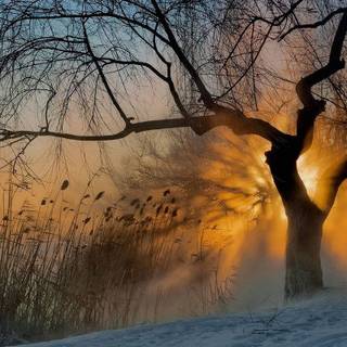 Winter morning mist wallpaper
