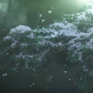 Winter woods desktop wallpaper